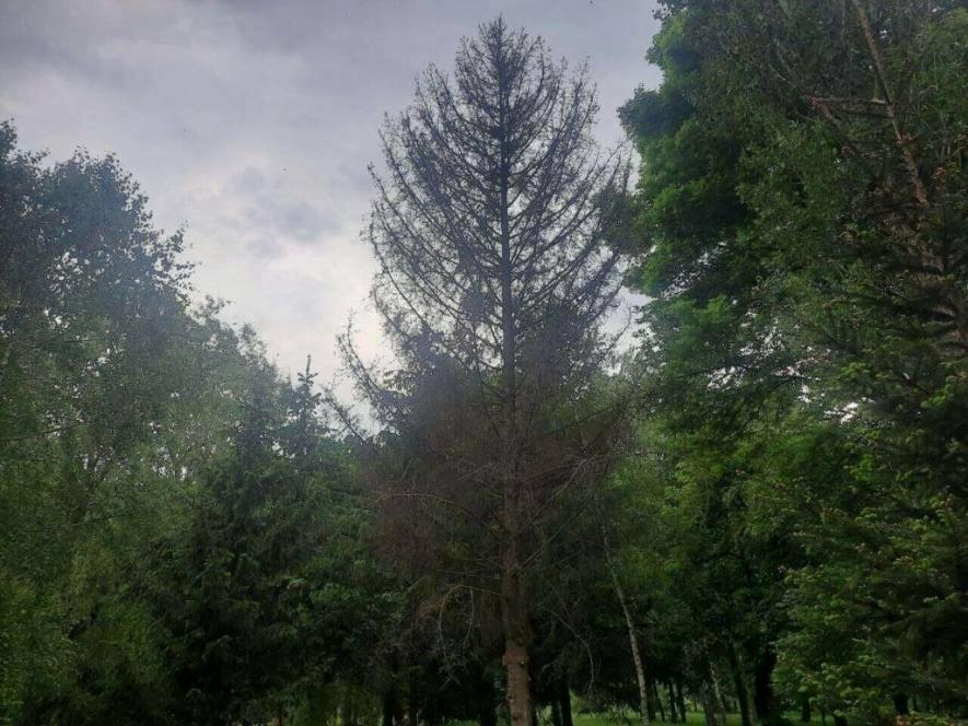 Всохлі дерева з’явилися у Центральному парку Луцька