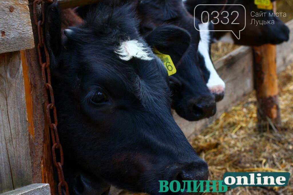 #БІЗНЕСИЛЬНІ: «МОЛОЧНЕ ДИВО» ЮХИМЧУКІВ, АБО ЯК У СЕЛІ МОЖНА ПОБУДУВАТИ ЛЕГАЛЬНИЙ БІЗНЕС, ТРИМАЮЧИ КОРОВИ, фото-1