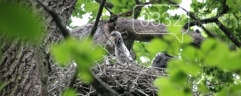 На Волині виявили декілька рідкісних видів птахів, фото-1