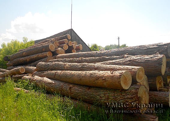 На Волині міліція вилучила незаконно вирубаного лісу на майже 100000 гривень (ФОТО) (фото) - фото 1