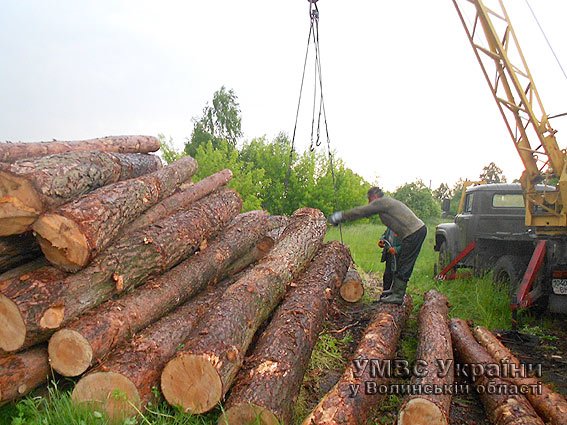 На Волині міліція вилучила незаконно вирубаного лісу на майже 100000 гривень (ФОТО) (фото) - фото 1
